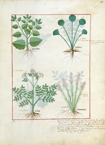 Armoise et Anthora. Rangée du bas : Absinthe et Cardamome, illustration du Livre simple des médicaments par Mattheaus Platearius 123r - Robinet Testard